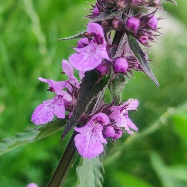 Stachys palustris Habitatea