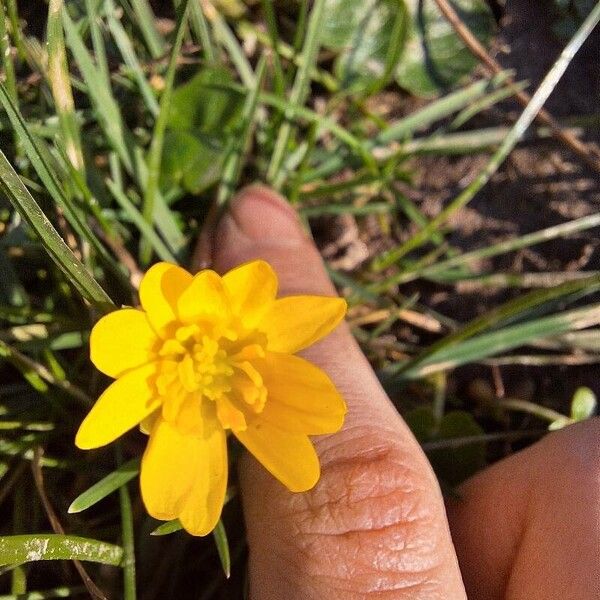 Ficaria verna Fleur