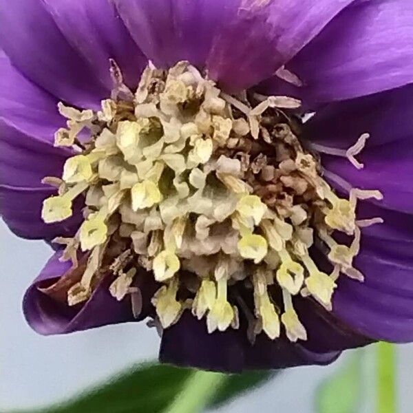 Aster alpinus Bloem