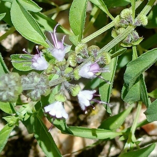 Ocimum americanum Habitatea