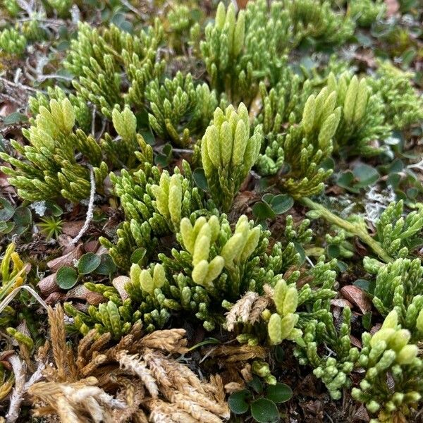 Lycopodium alpinum অভ্যাস