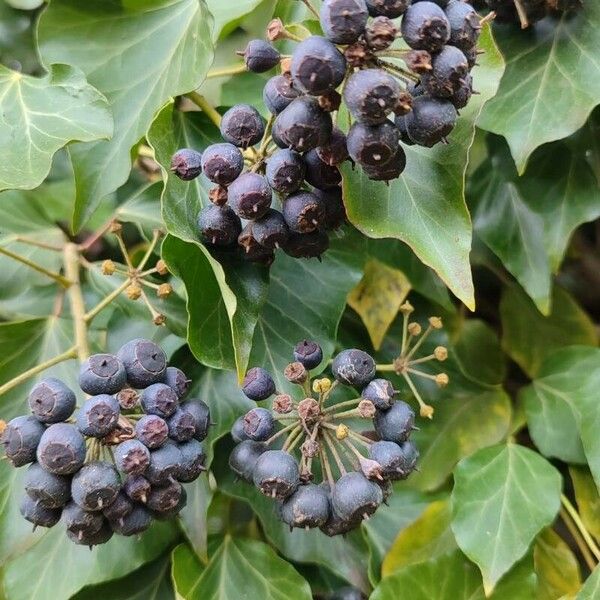 Hedera colchica Frukt