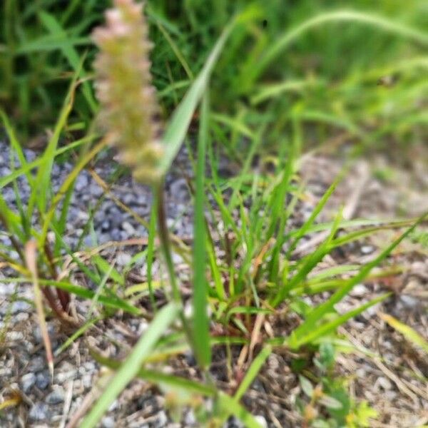 Cenchrus echinatus Leaf