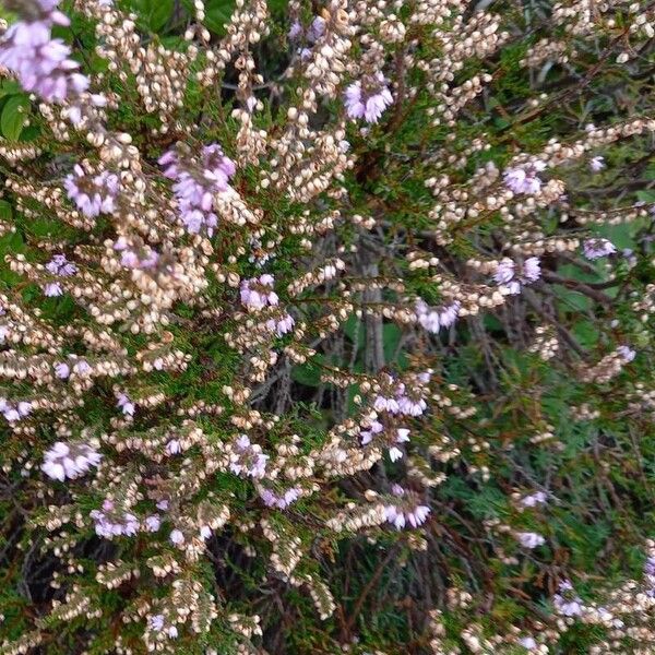 Calluna vulgaris Hábitos