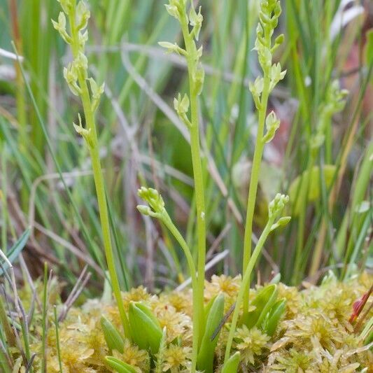 Hammarbya paludosa 整株植物