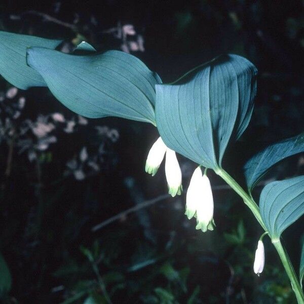 Polygonatum multiflorum Blomst