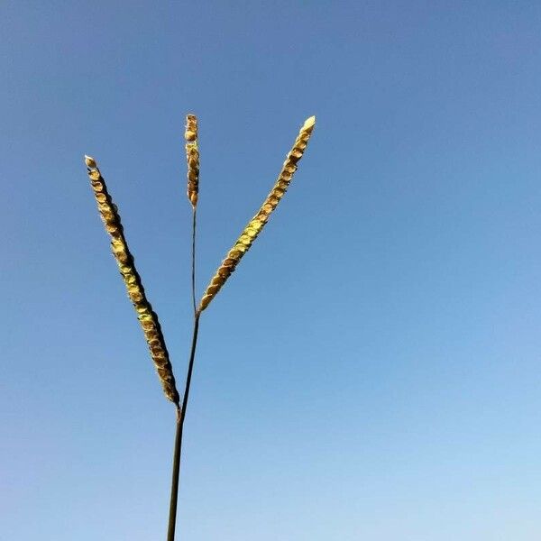 Paspalum dilatatum Feuille