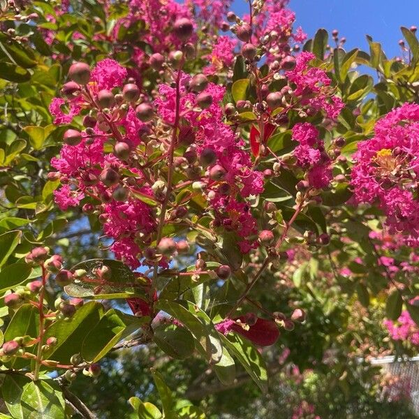 Lagerstroemia speciosa Květ