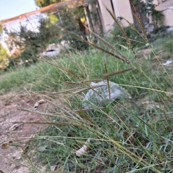 Dichanthium annulatum Habit