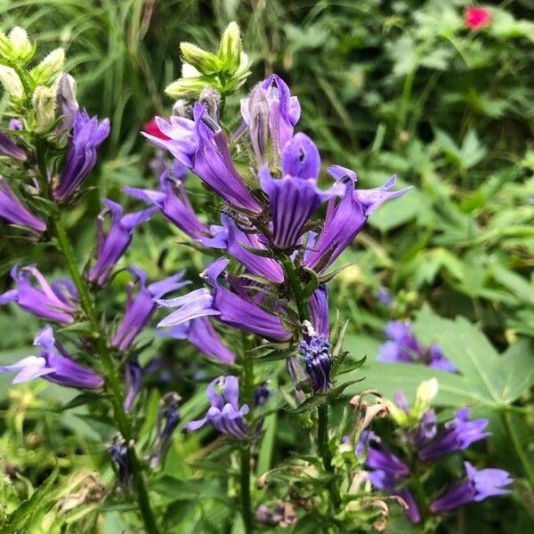 Lobelia siphilitica Blüte