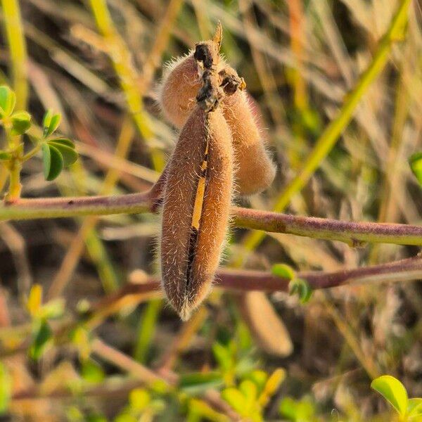 Crotalaria incana Froito