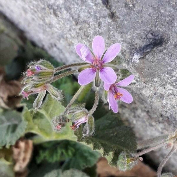 Erodium malacoides പുഷ്പം