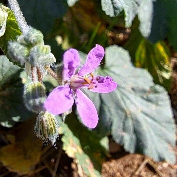 Erodium malacoides Flor