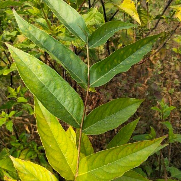 Ailanthus altissima पत्ता