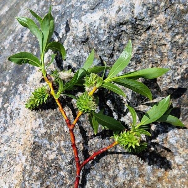 Salix daphnoides Folha