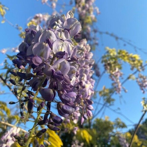 Wisteria sinensis Fleur