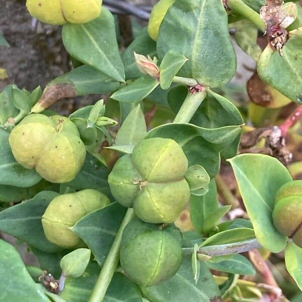 Euphorbia lathyris Leaf