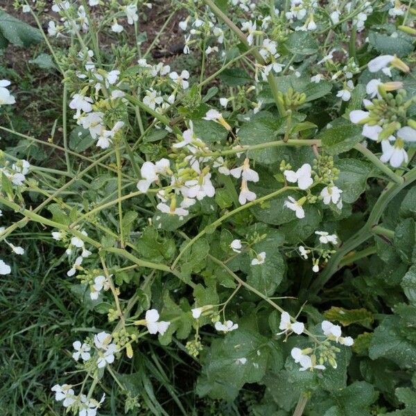 Raphanus raphanistrum Flower