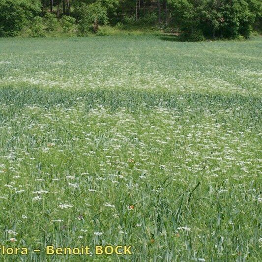 Bifora radians Habit