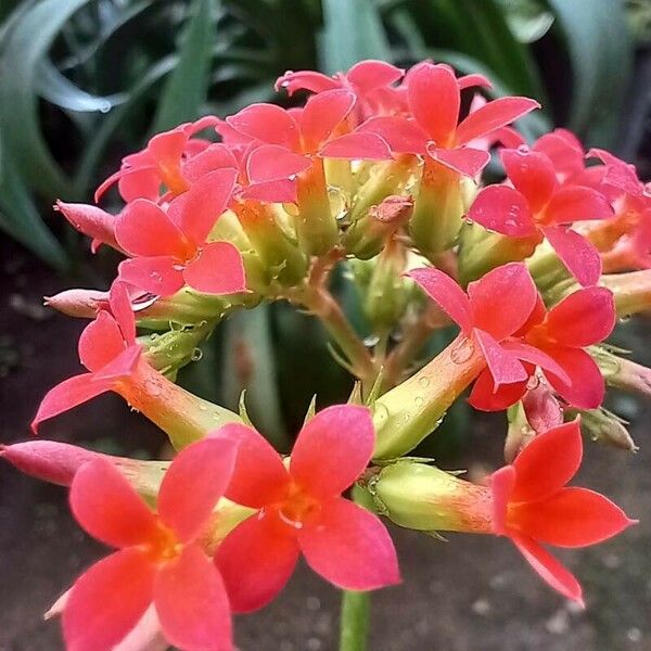 Kalanchoe crenata Flower