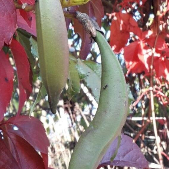 Campsis radicans Ffrwyth