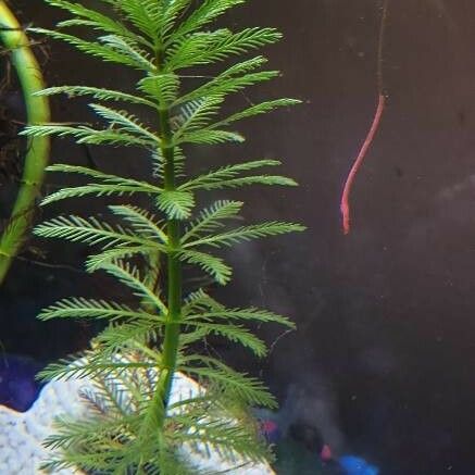 Myriophyllum aquaticum Deilen