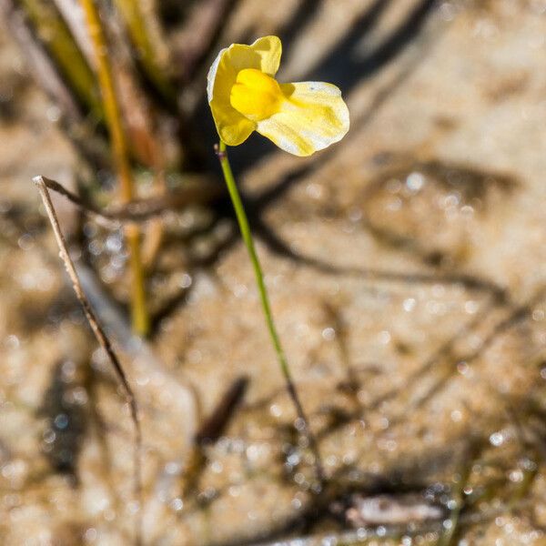 Utricularia gibba Habit