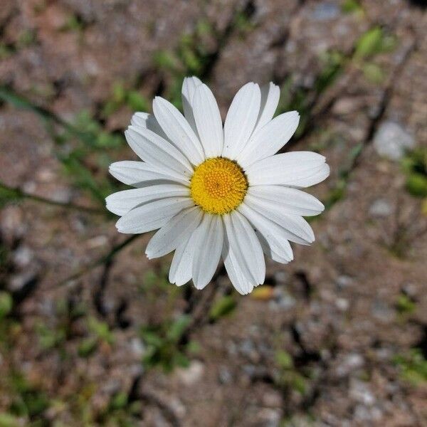 Leucanthemum vulgare Flower