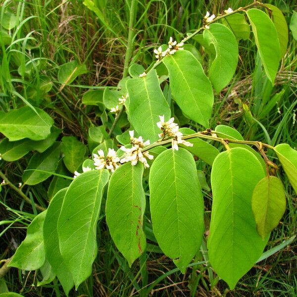 Dalbergia ecastaphyllum Other