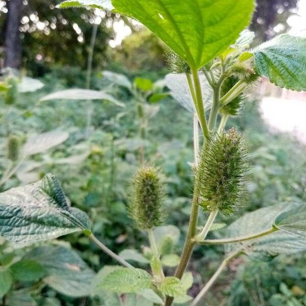 Acalypha alopecuroidea Blüte