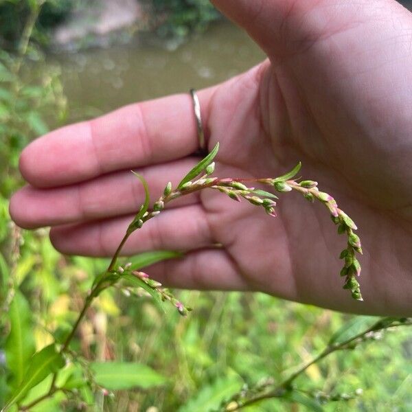 Persicaria hydropiper Lorea