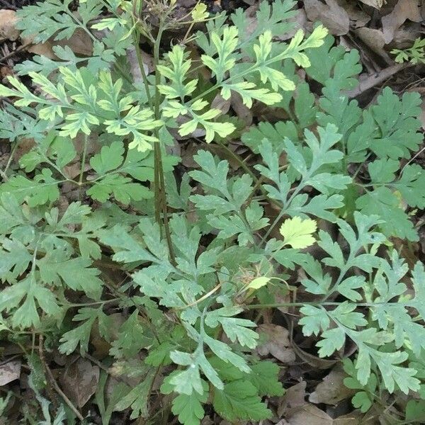 Dicentra eximia Yeri