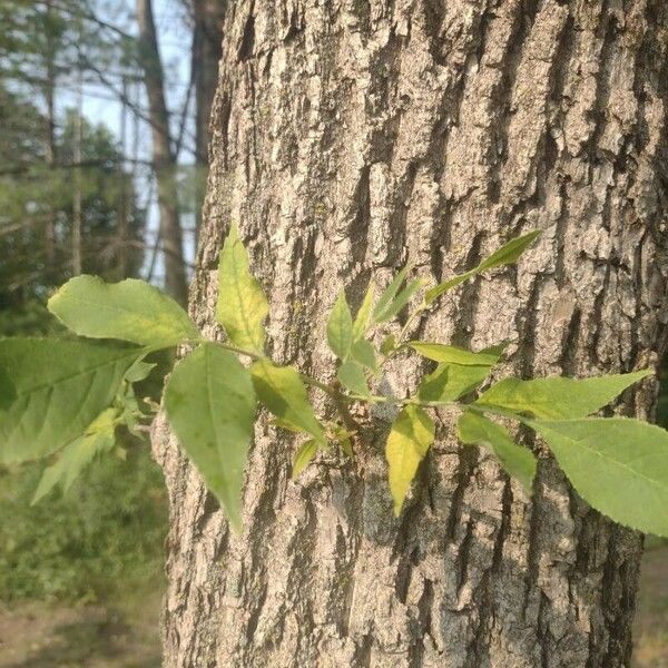 Fraxinus americana Leaf