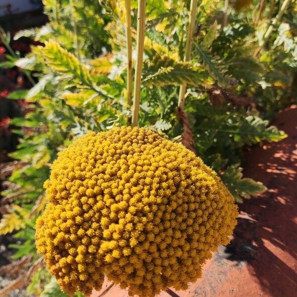 Achillea filipendulina Kukka