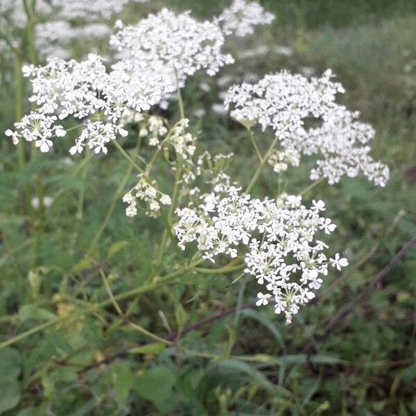 Chaerophyllum aureum Flower