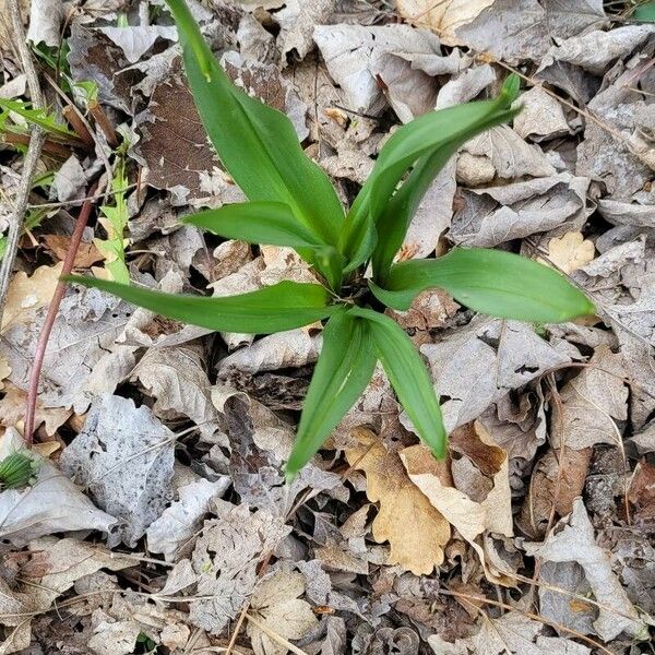 Allium tricoccum Foglia