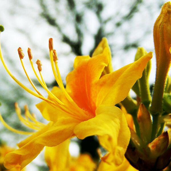 Rhododendron luteum Žiedas