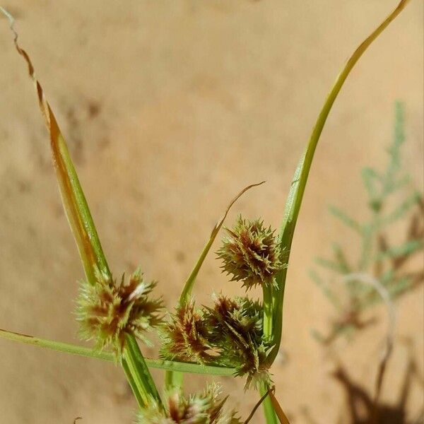 Cyperus squarrosus Цвят