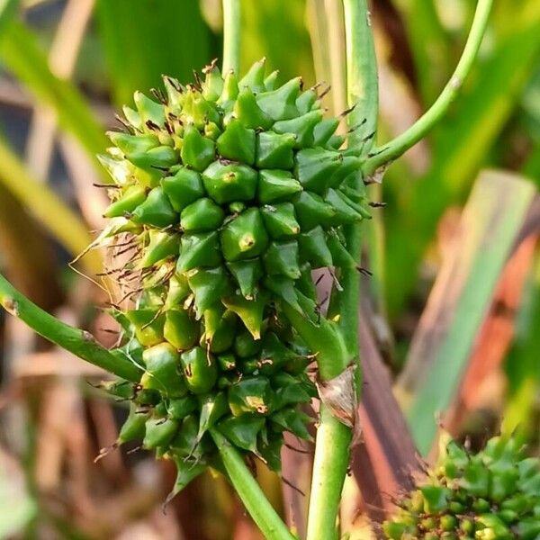 Sparganium erectum Owoc