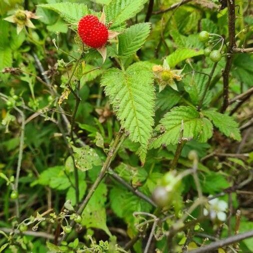 Rubus rosifolius Levél