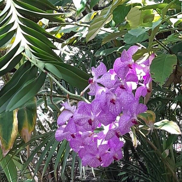 Vanda coerulea Flower