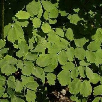 Thalictrum aquilegiifolium Folha