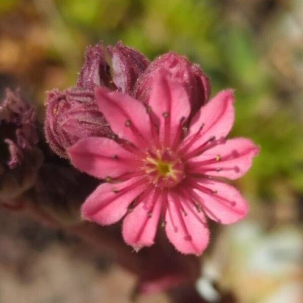 Sempervivum arachnoideum Flower