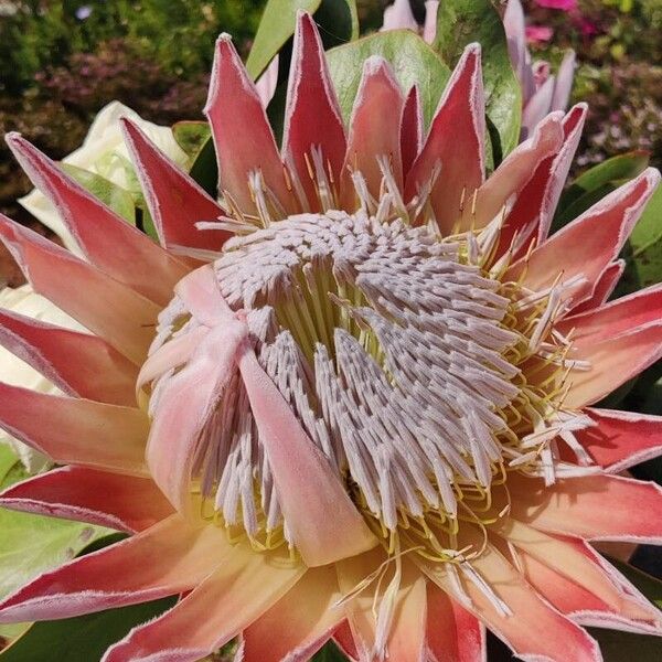 Protea cynaroides Цвят