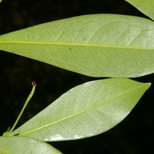 Actinostemon concolor Leaf