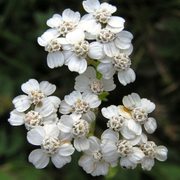 Achillea atrata その他の提案