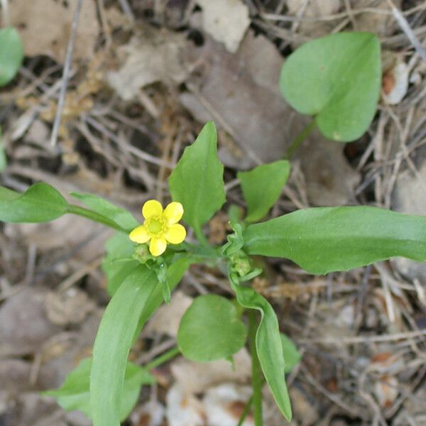 Ranunculus ophioglossifolius Plante entière