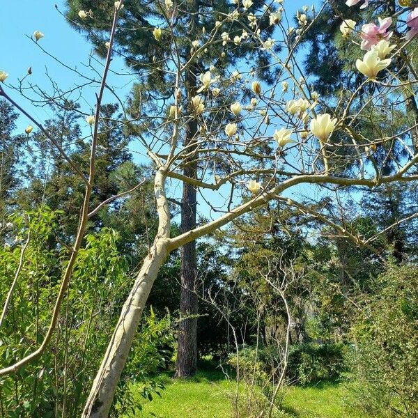 Magnolia denudata Habit