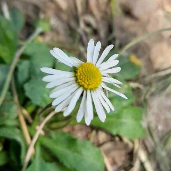 Bellis annua Fleur