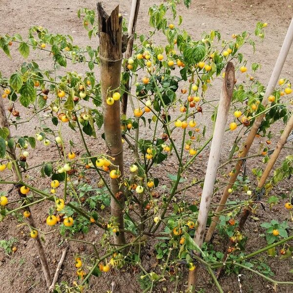 Solanum scabrum Natur